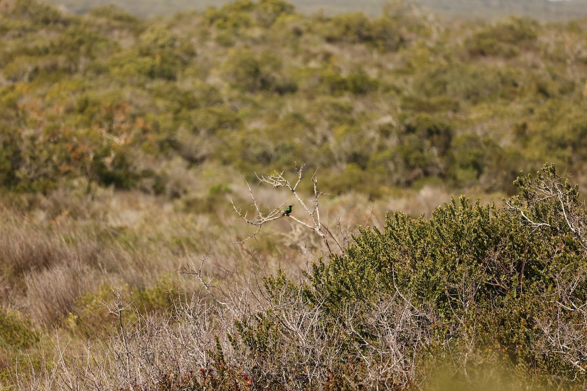 Malachite Sunbird - ML623945117