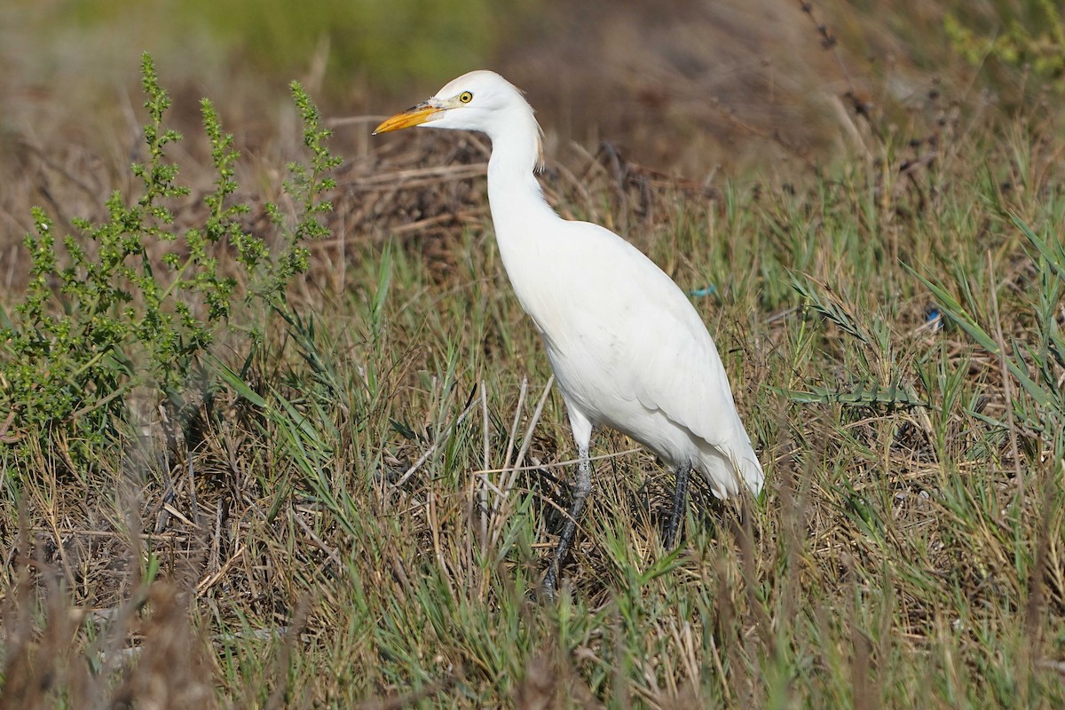 Western Cattle Egret - ML623945121