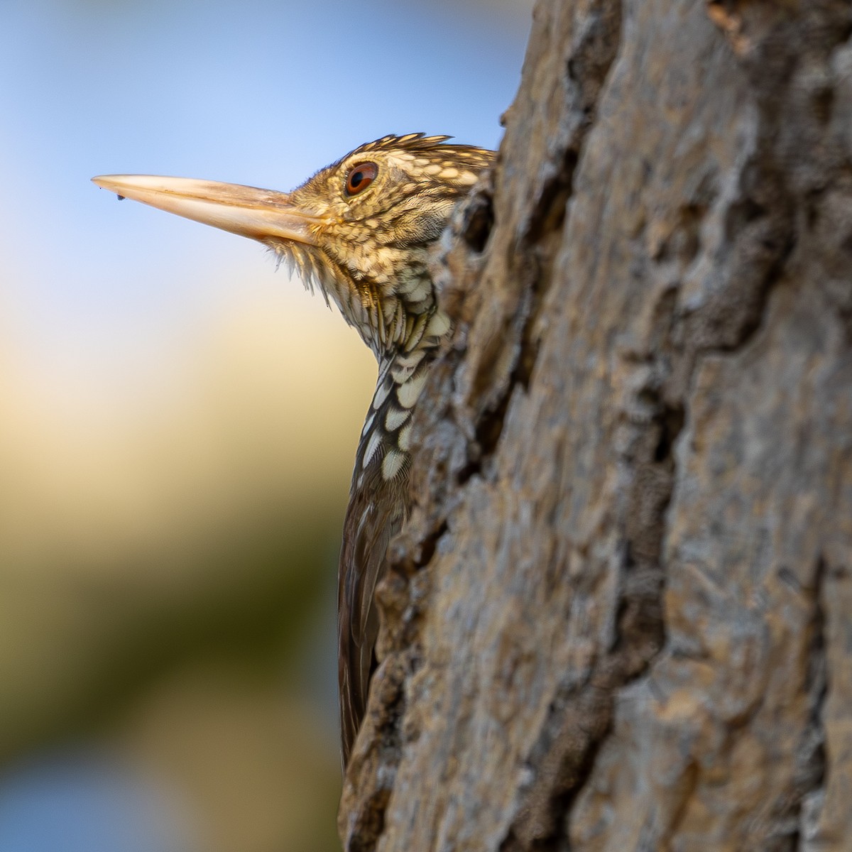 Straight-billed Woodcreeper - ML623945122