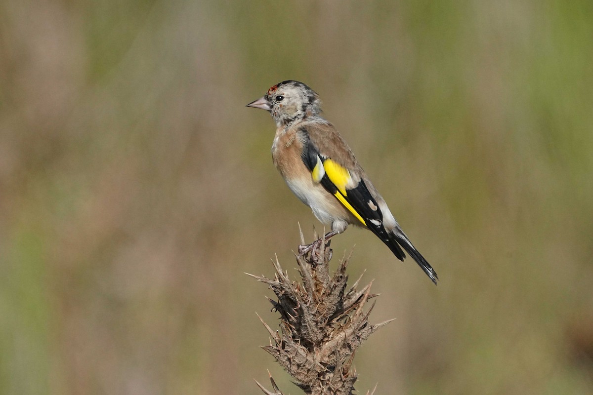 European Goldfinch - Victoriano Mora Morillo