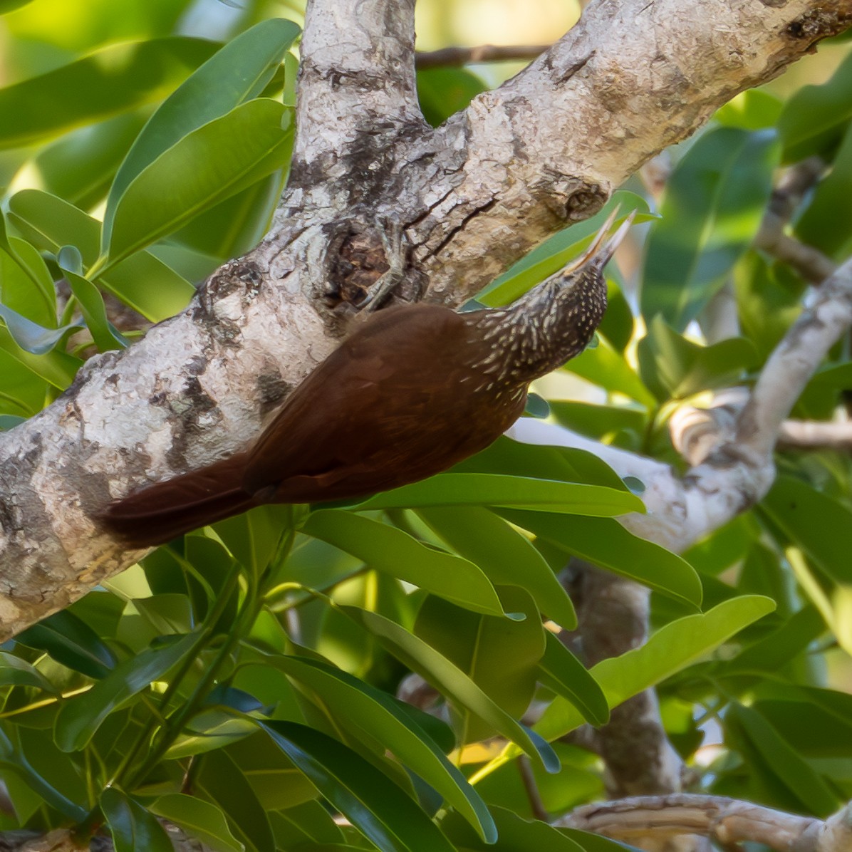 Straight-billed Woodcreeper - ML623945124