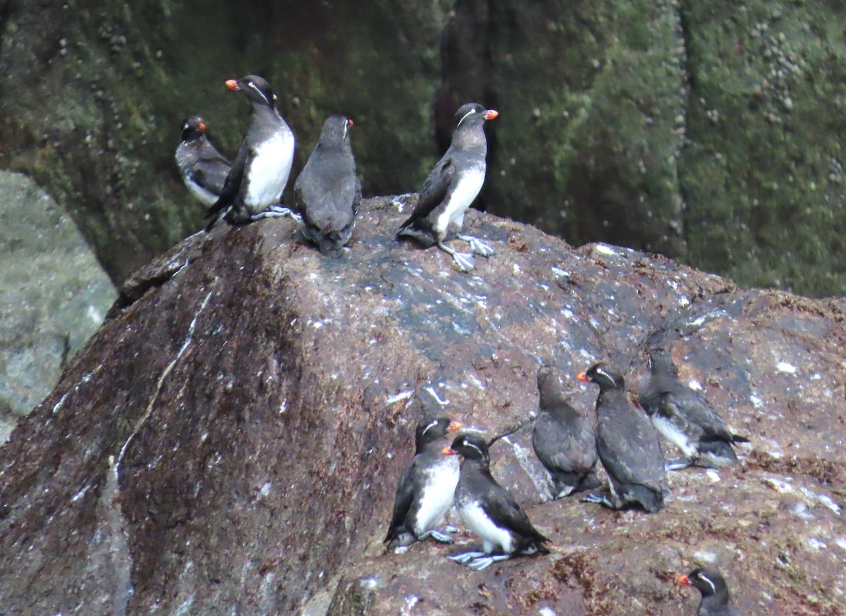 Parakeet Auklet - ML623945125