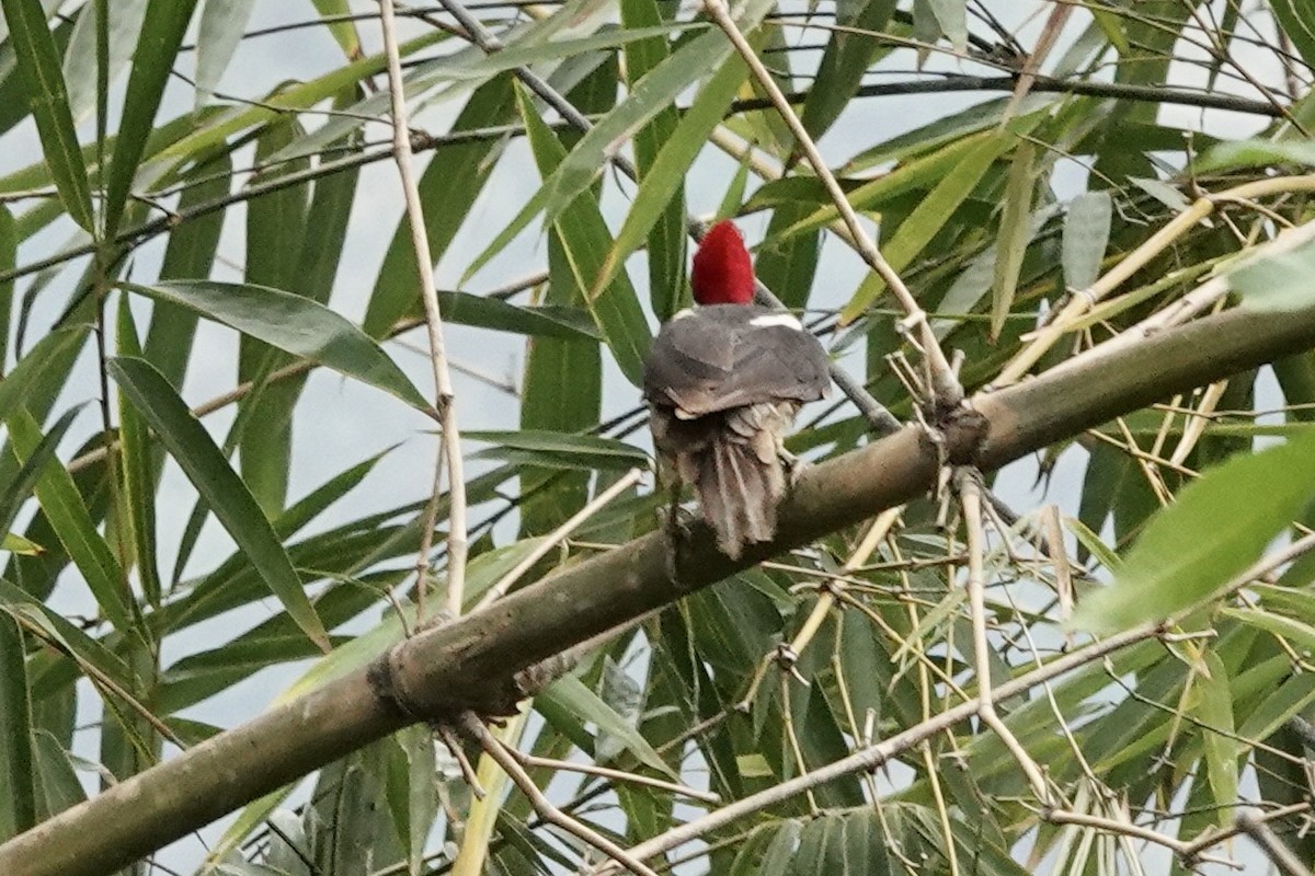 Lineated Woodpecker - ML623945126