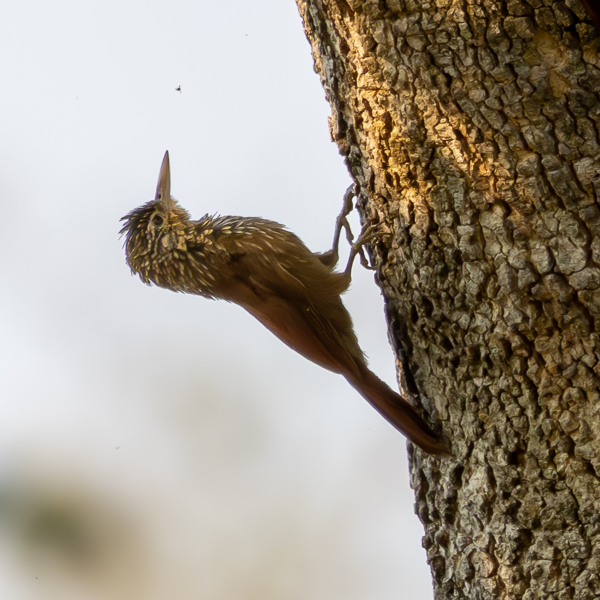 Straight-billed Woodcreeper - ML623945127