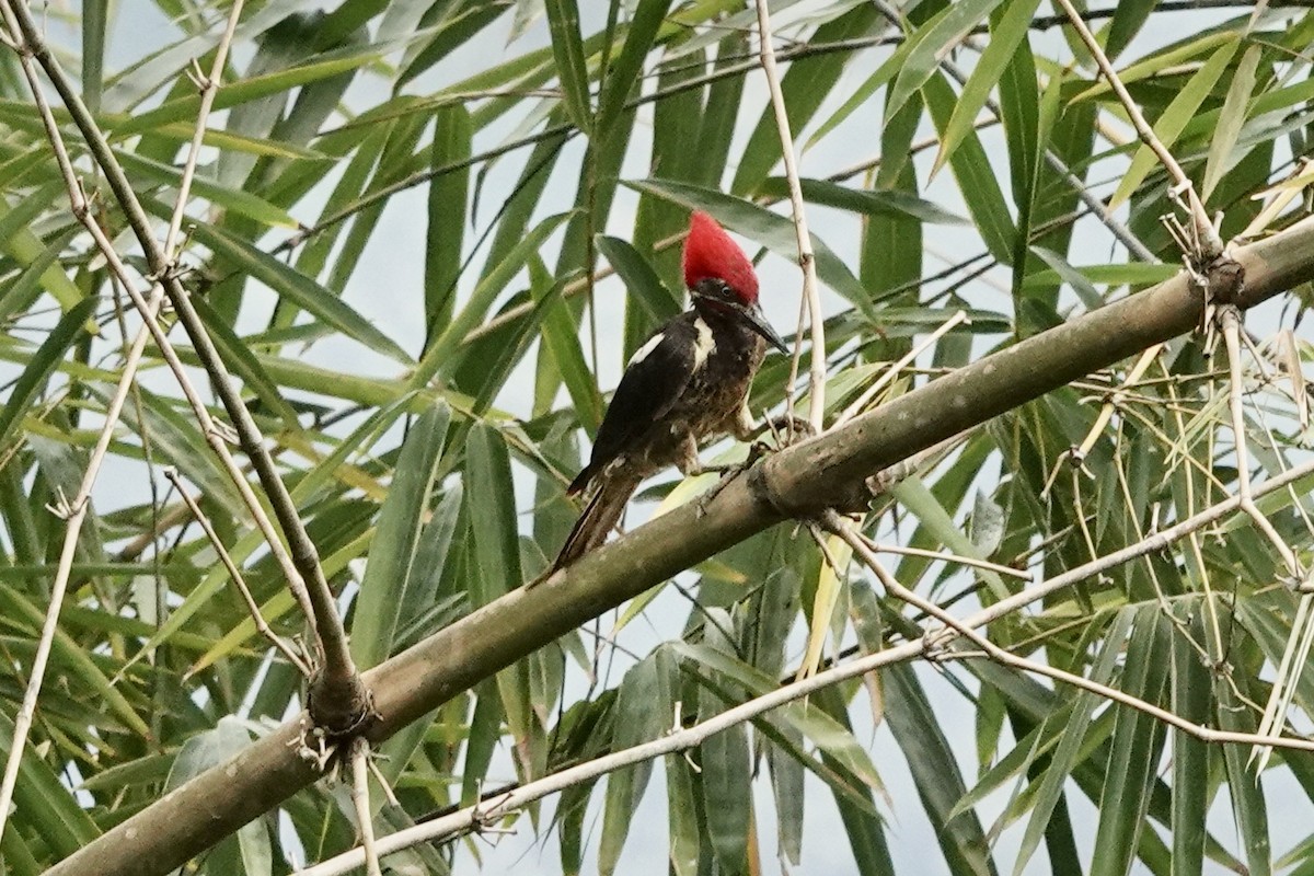 Lineated Woodpecker - ML623945132