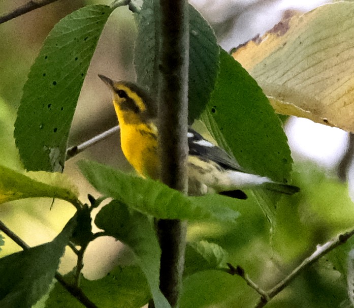 Blackburnian Warbler - ML623945143
