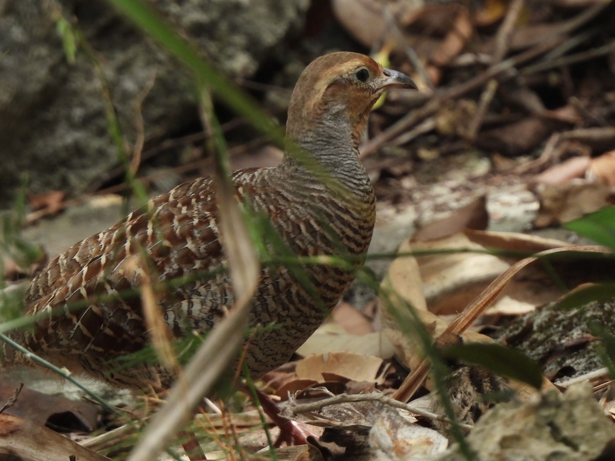 Gray Francolin - Adrián Colino Barea