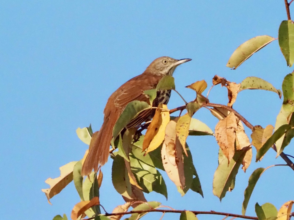 Brown Thrasher - ML623945167