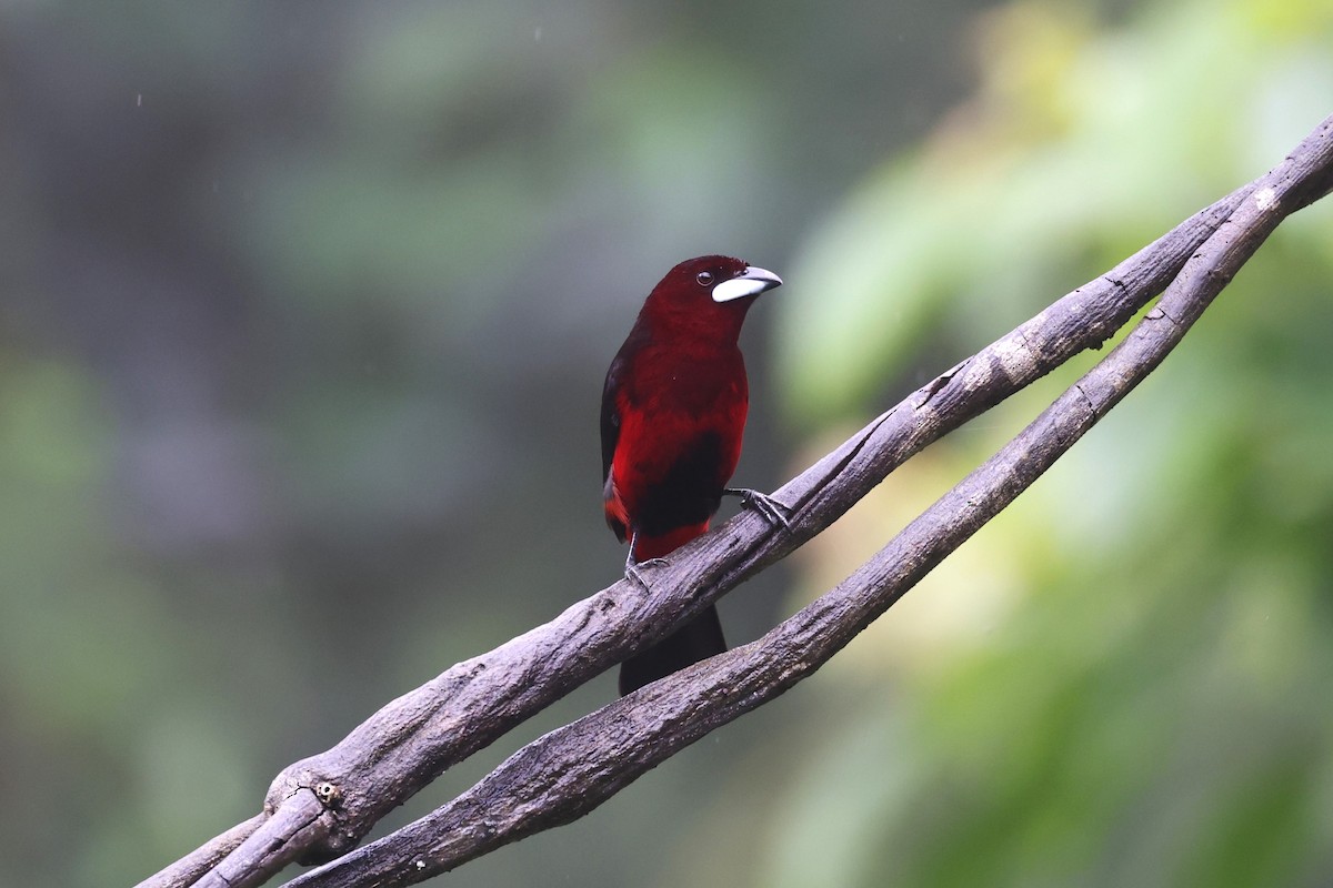 Black-bellied Tanager - ML623945169