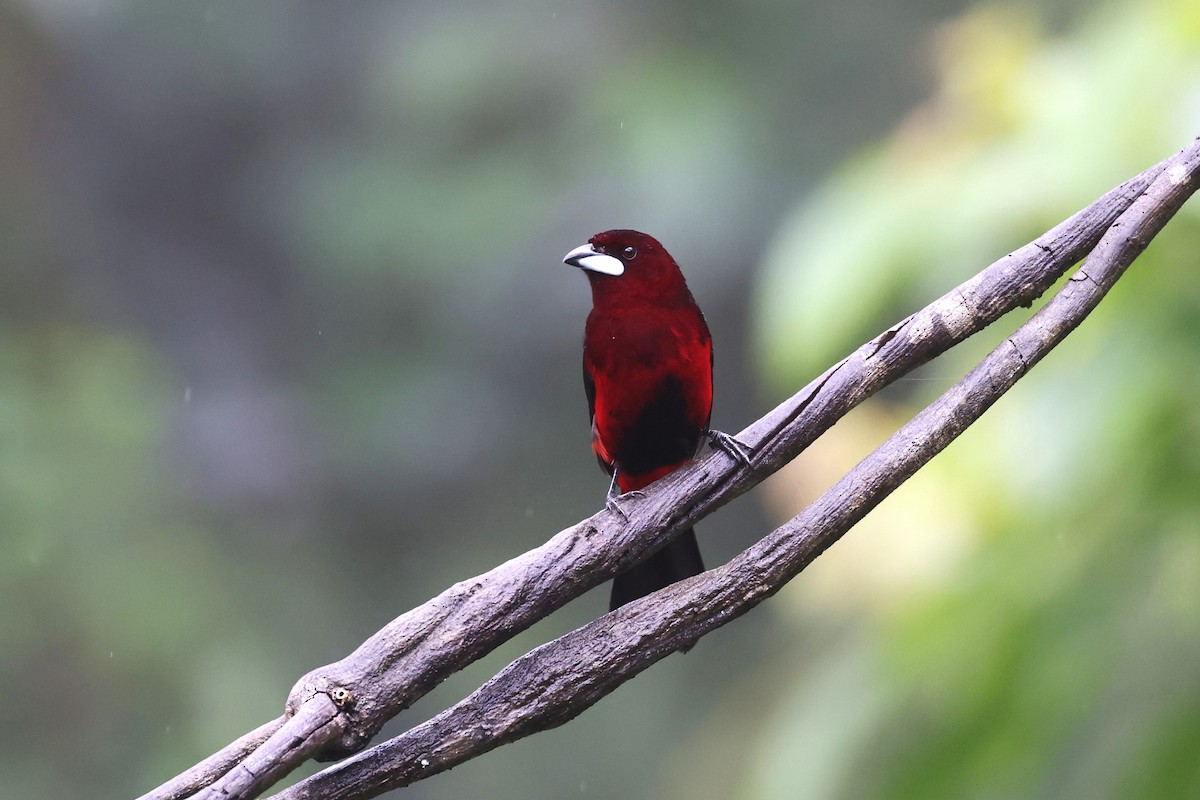 Black-bellied Tanager - ML623945175