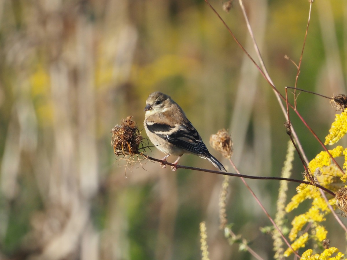 American Goldfinch - ML623945177