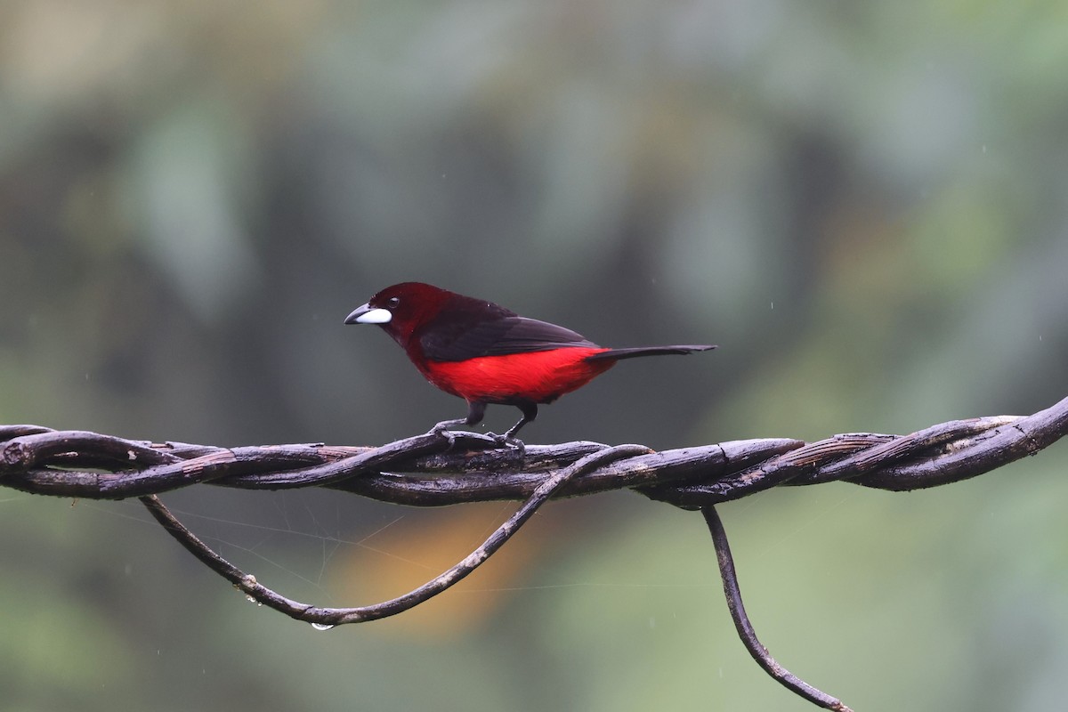 Black-bellied Tanager - ML623945179