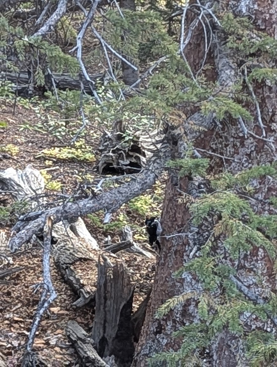 American Three-toed Woodpecker - ML623945180