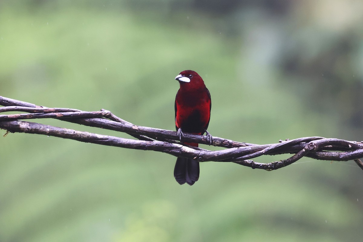 Black-bellied Tanager - ML623945182