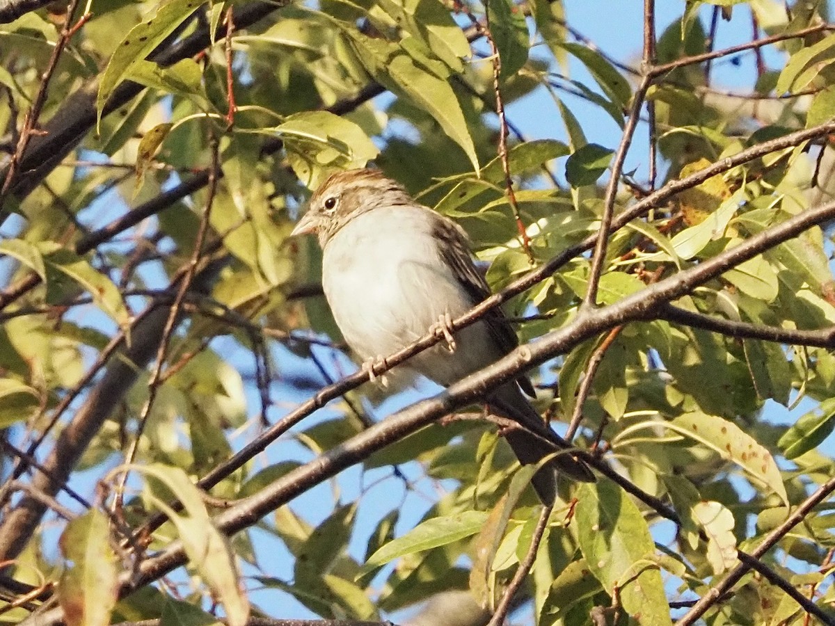 Chipping Sparrow - David Zook