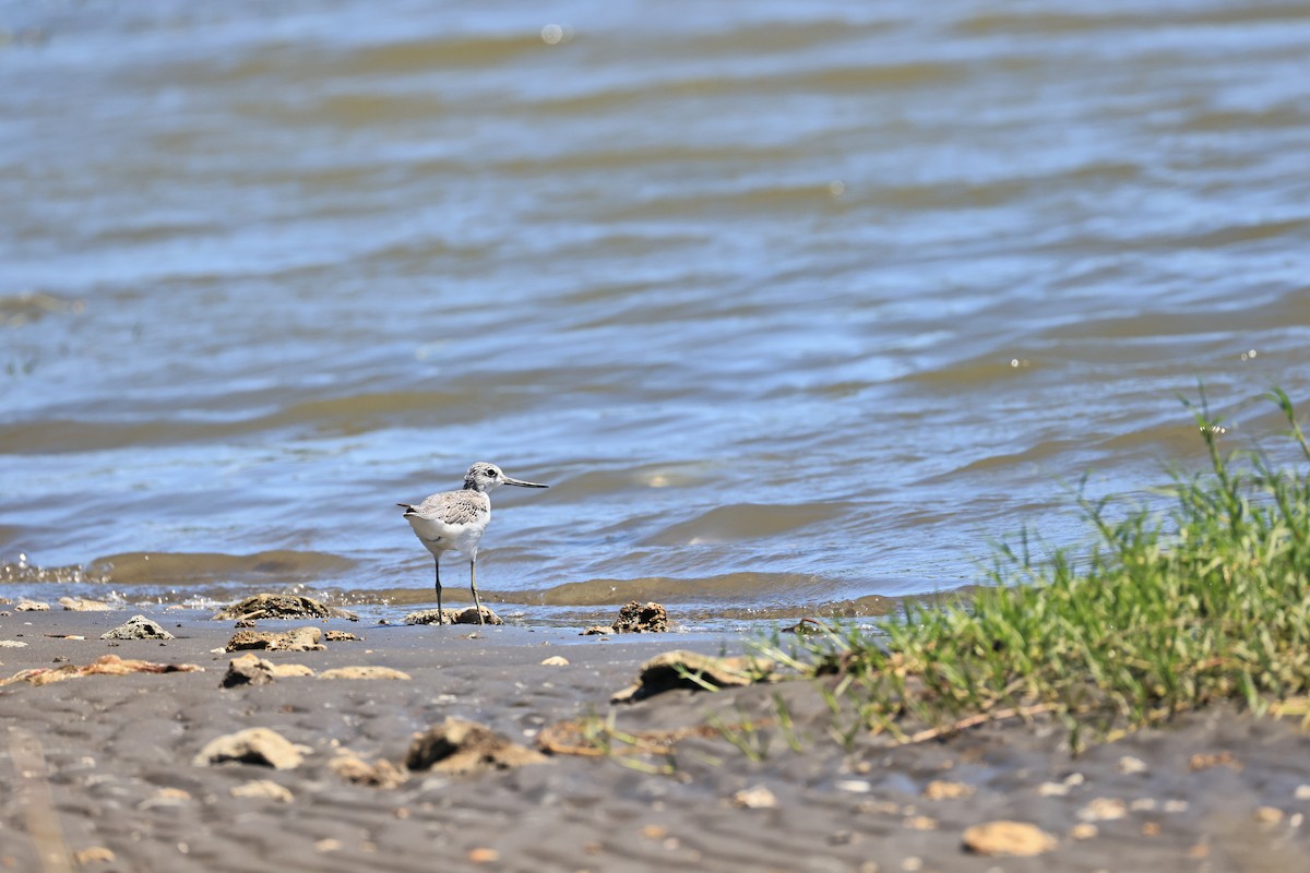 Common Greenshank - ML623945189