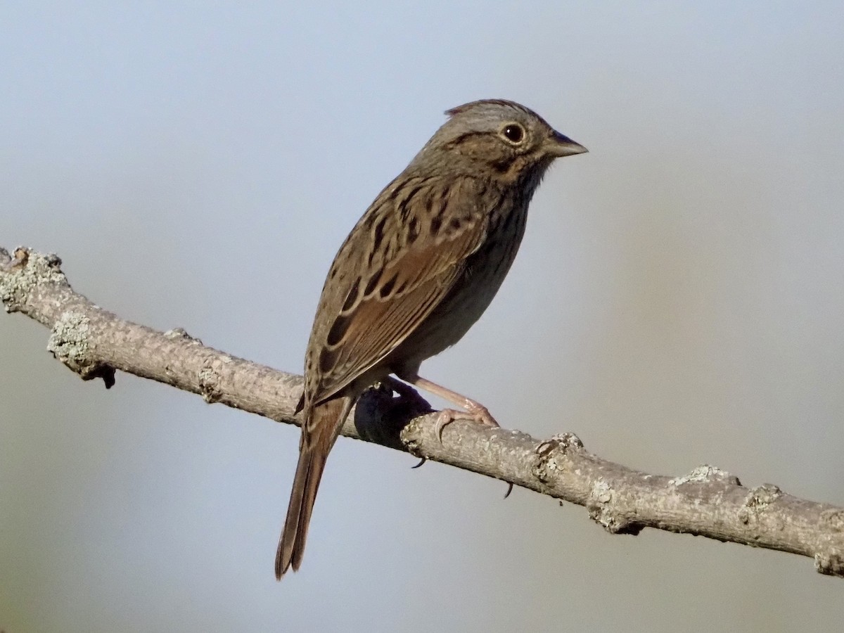 Lincoln's Sparrow - ML623945192