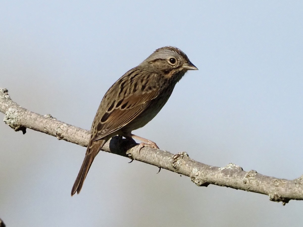 Lincoln's Sparrow - ML623945193