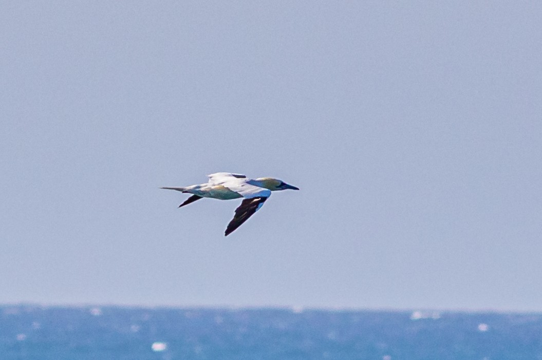 Northern Gannet - David Hird