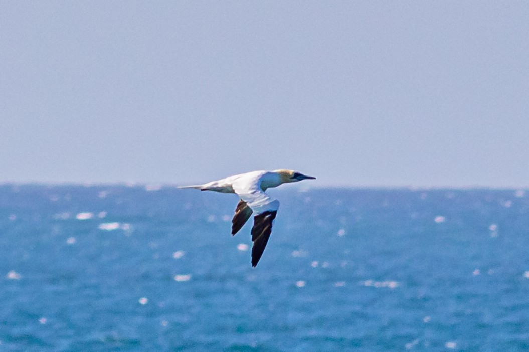 Northern Gannet - ML623945196