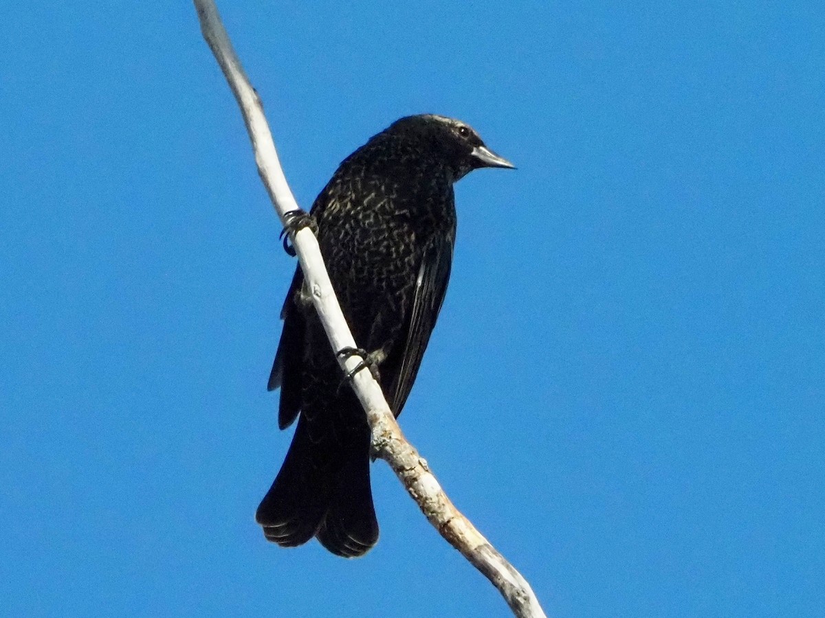 Red-winged Blackbird - ML623945198