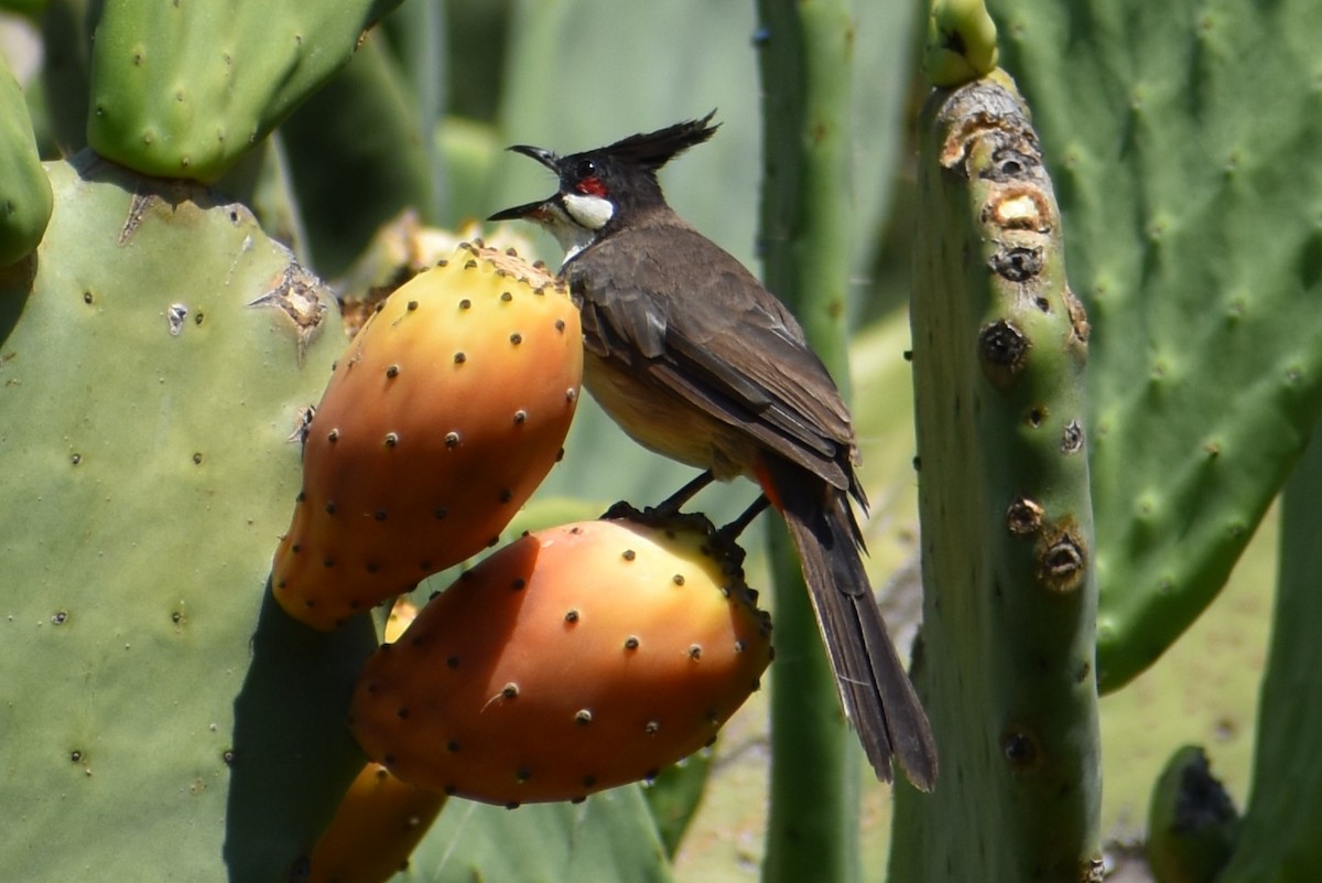 bulbul červenouchý - ML623945207