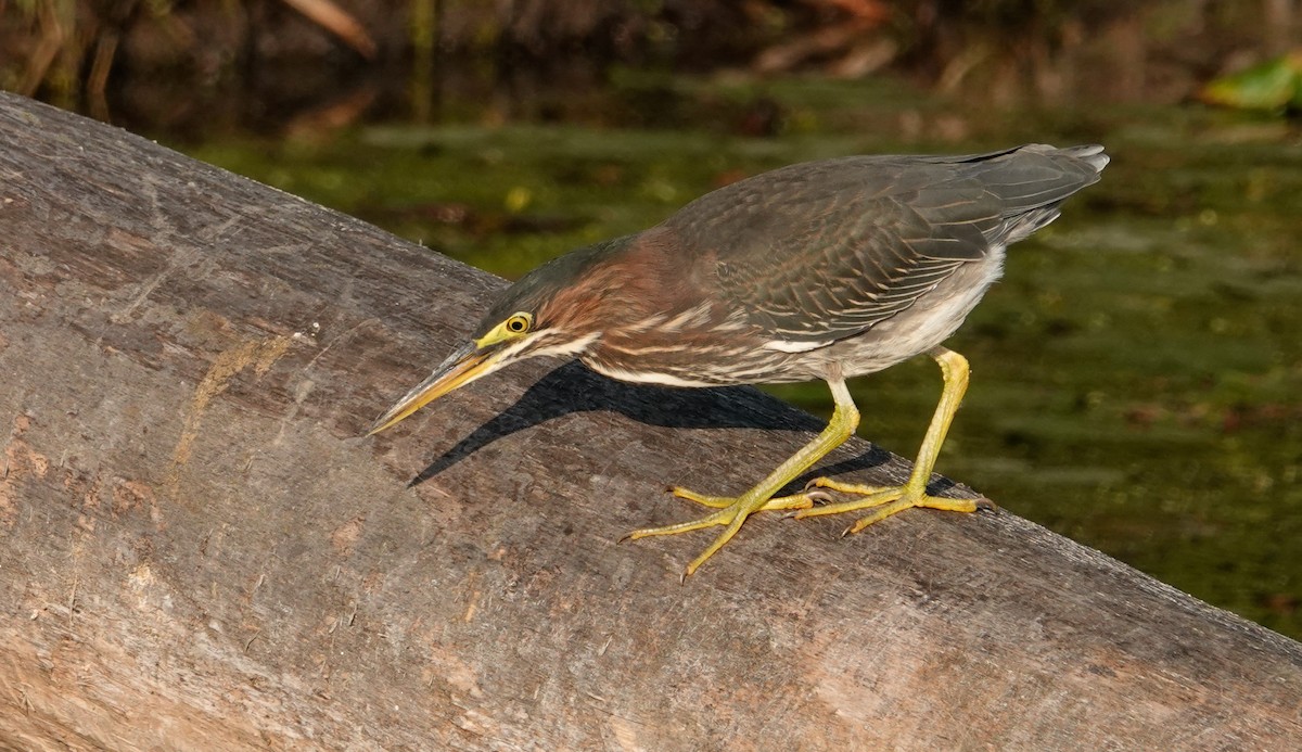 Green Heron - ML623945224