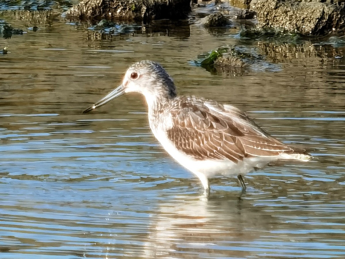 Common Greenshank - ML623945232