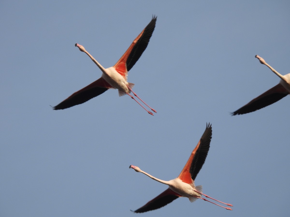 rosenflamingo - ML623945239