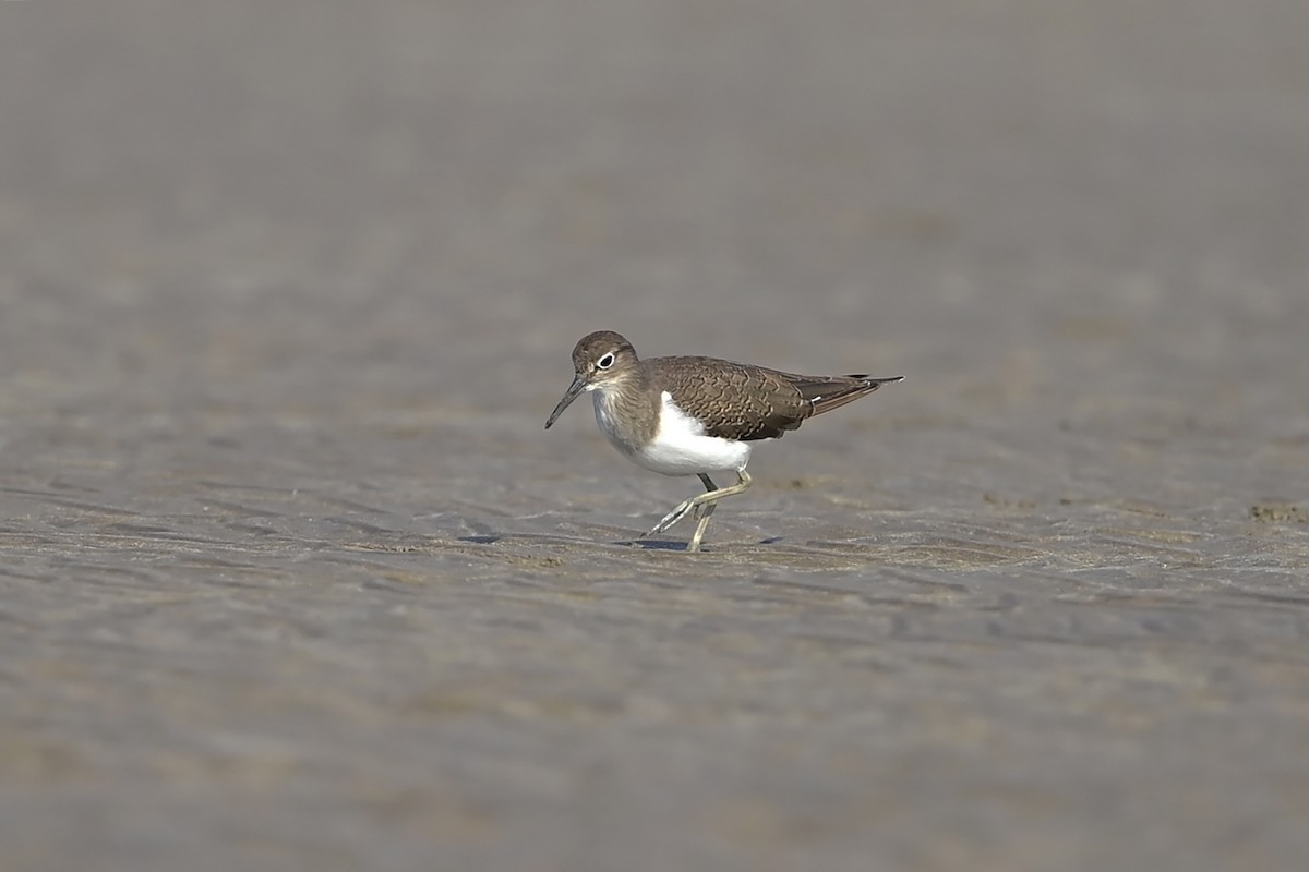 Common Sandpiper - ML623945242