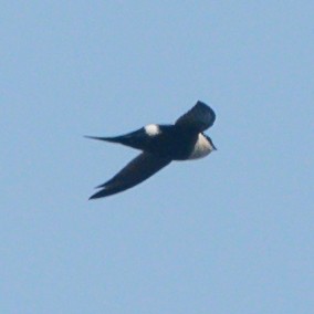 Lesser Swallow-tailed Swift - ML623945264