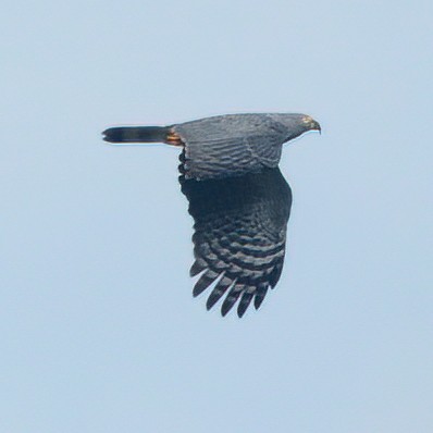 Hook-billed Kite - ML623945266