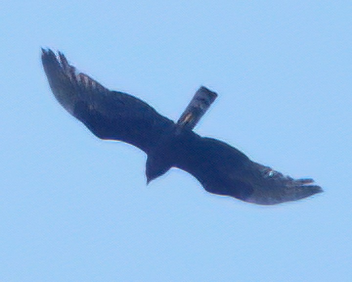 Long-winged Harrier - ML623945270