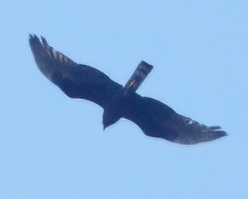 Long-winged Harrier - ML623945272