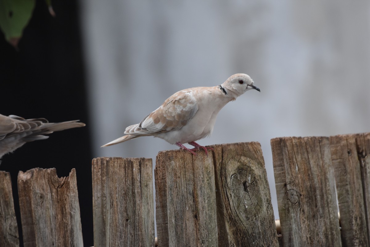 African Collared-Dove - ML623945273