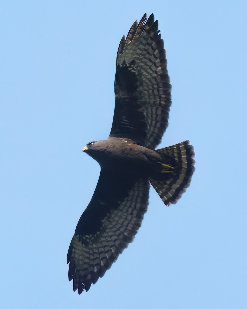 Short-tailed Hawk - Daniel Hinckley | samazul.com