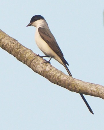 Fork-tailed Flycatcher - ML623945277