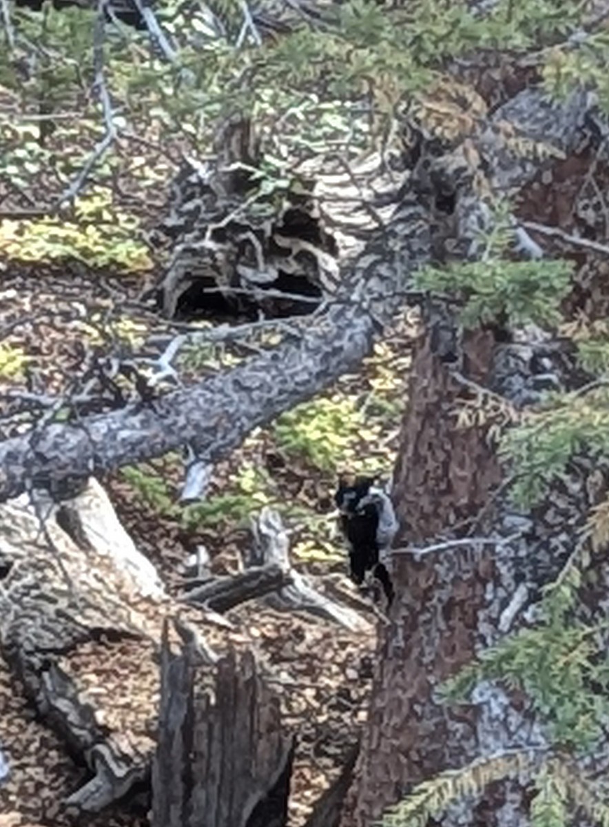 American Three-toed Woodpecker - ML623945283