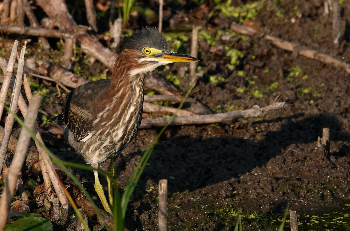 Green Heron - ML623945284