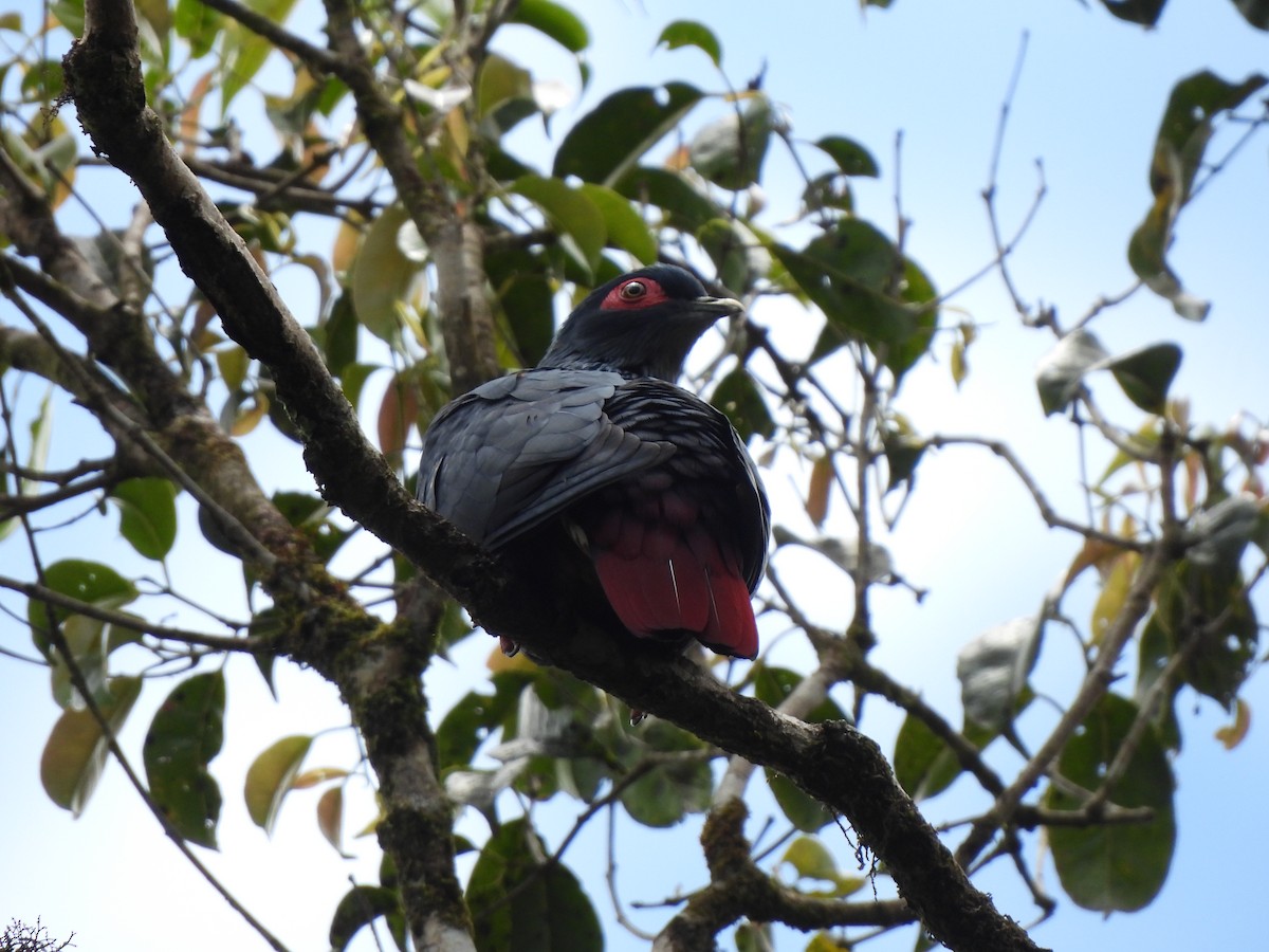 Madagascar Blue-Pigeon - ML623945294