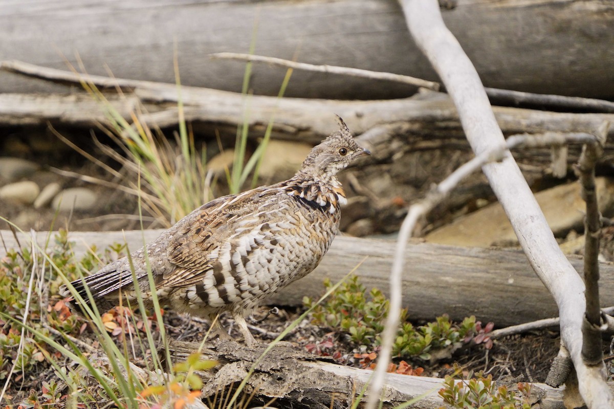 Ruffed Grouse - ML623945304