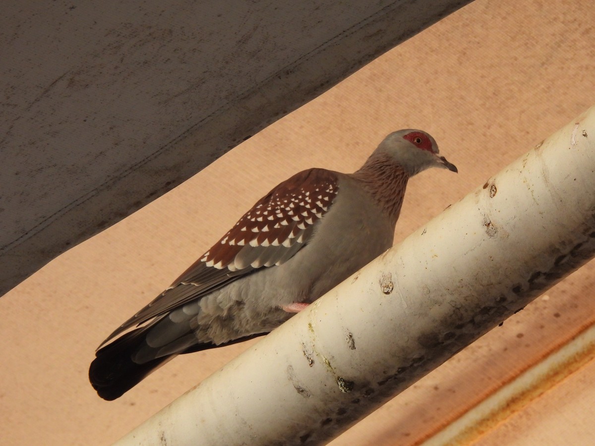 Speckled Pigeon - ML623945311