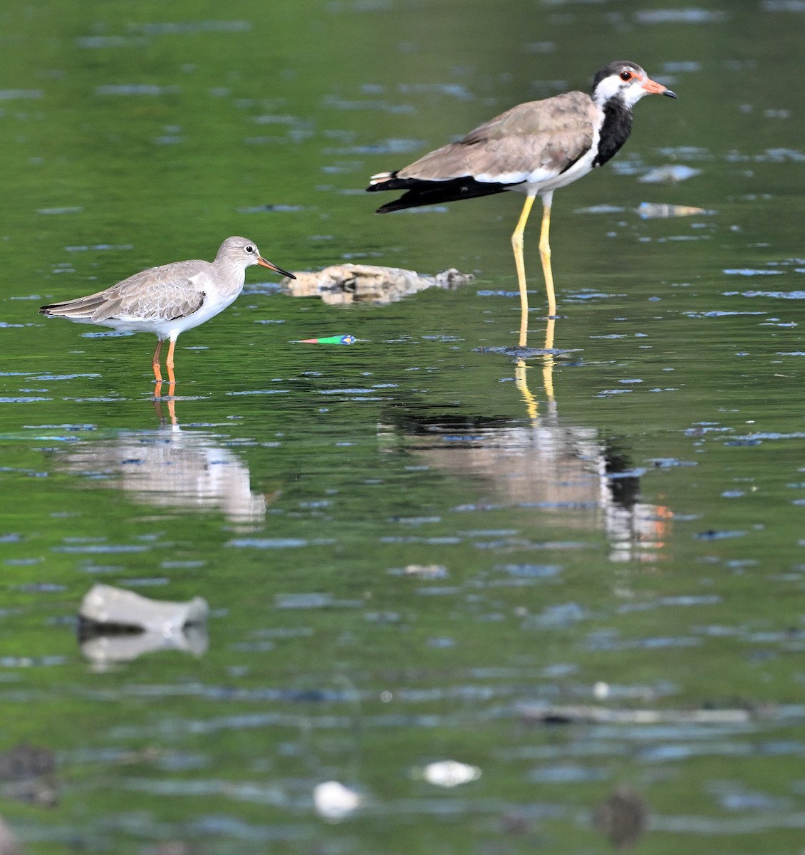 Red-wattled Lapwing - ML623945319