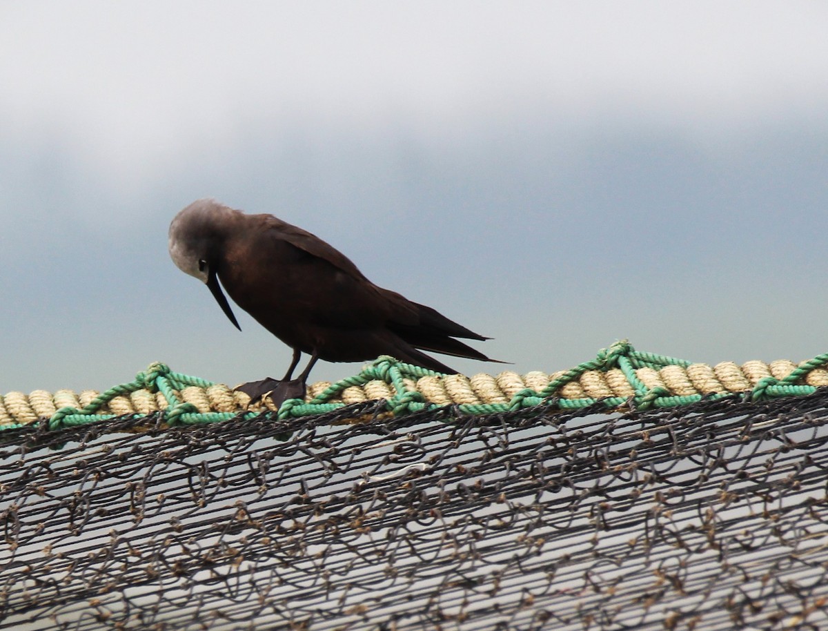 Lesser Noddy - Tanver Ahmed