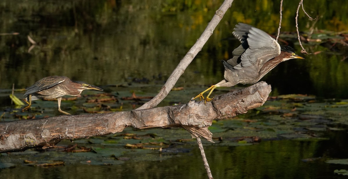 Green Heron - ML623945323