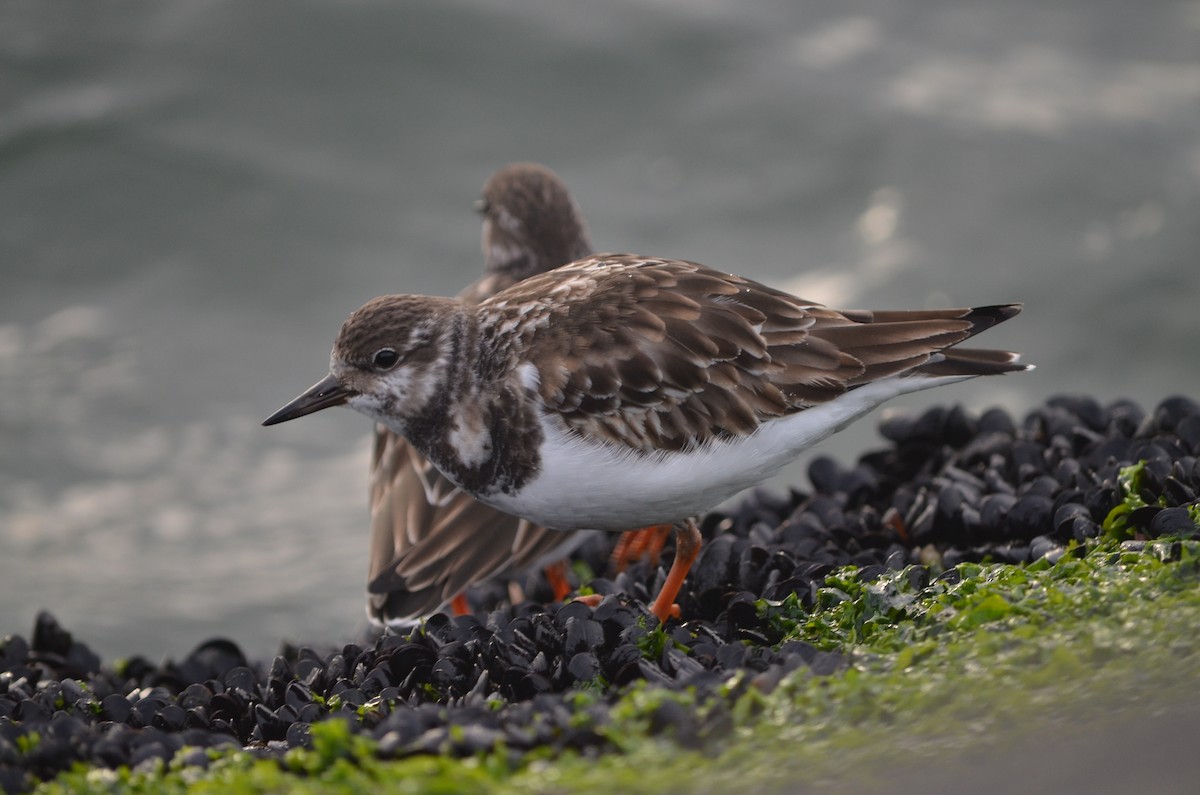 Ruddy Turnstone - ML623945326