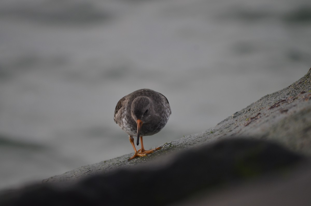 Purple Sandpiper - ML623945342