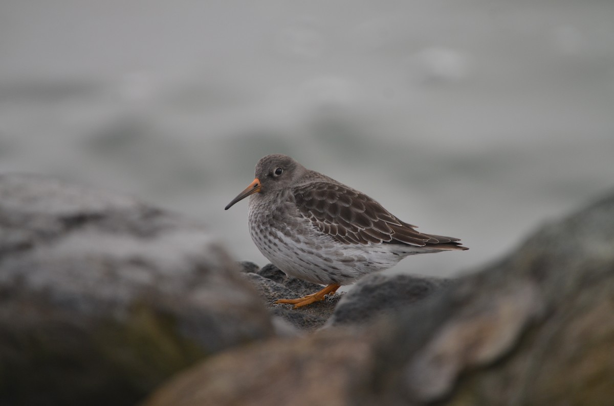 Purple Sandpiper - ML623945344