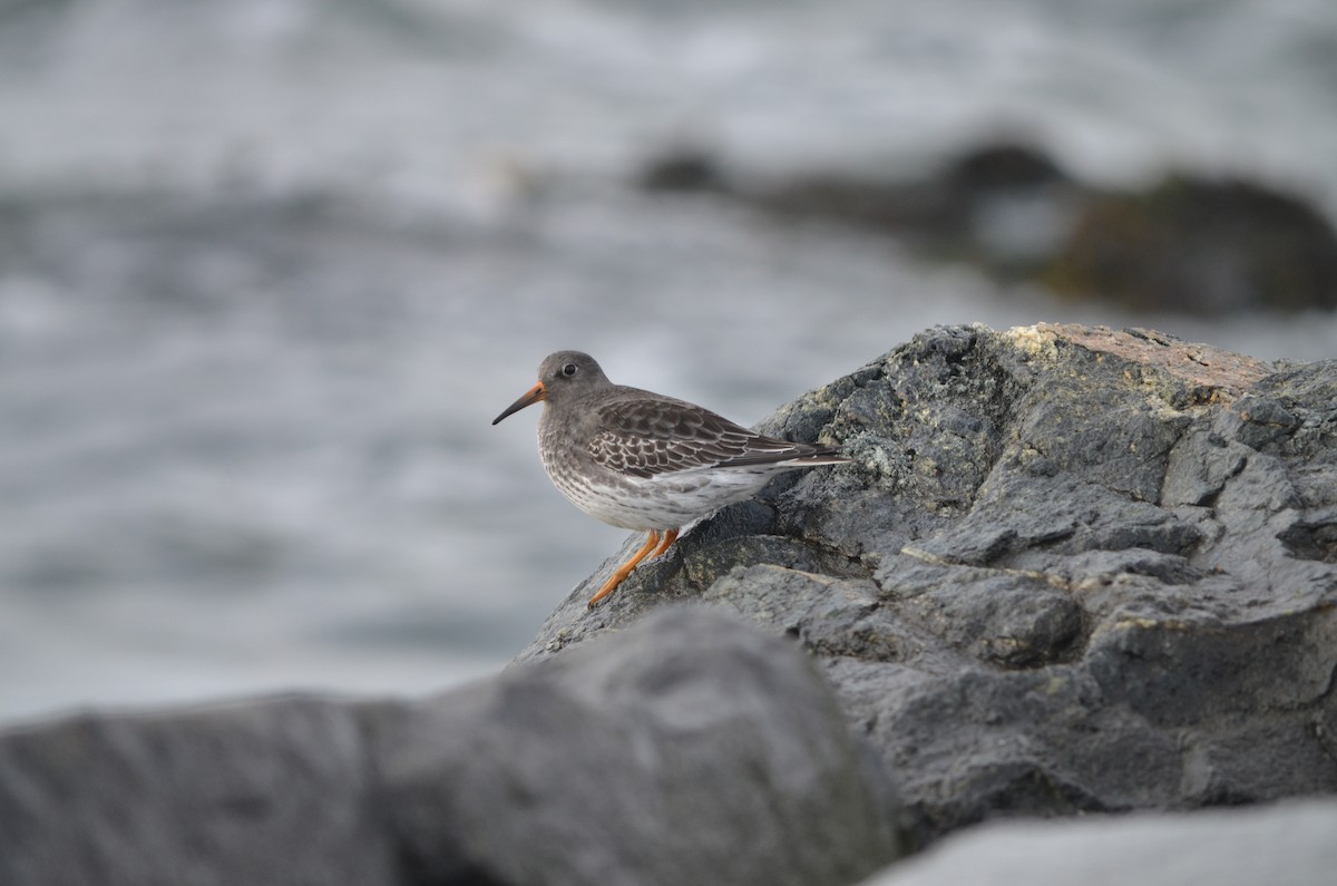 Purple Sandpiper - ML623945345