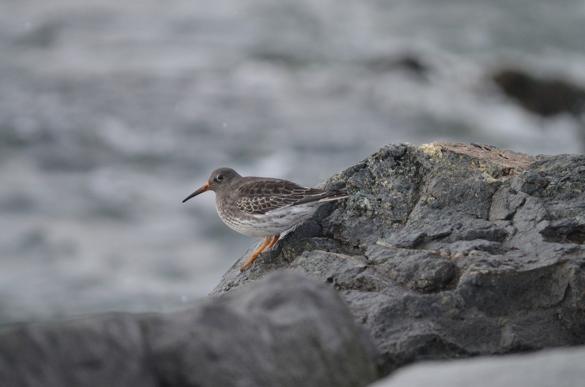 Purple Sandpiper - ML623945346